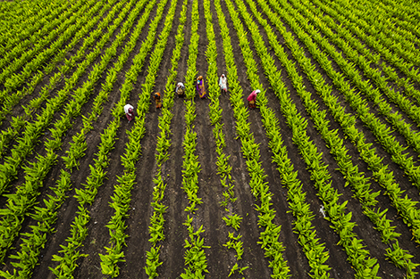 Tarım ve hayvancılık